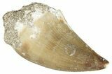 Fossil Mosasaur (Prognathodon) Tooth - Morocco #286337-1